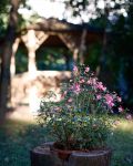 IMG_2650_resize.JPG
